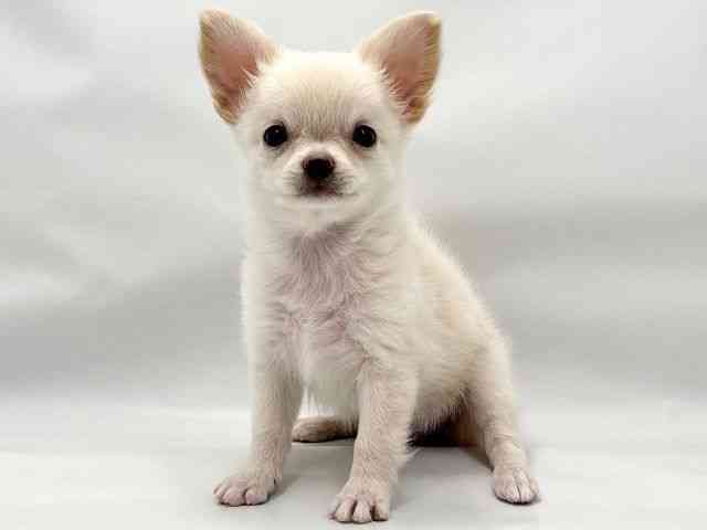 大阪府のチワワ(ロング) (ひごペットフレンドリー東淀川店/2026年1月31日生まれ/女の子/クリーム)の子犬の3枚目の画像