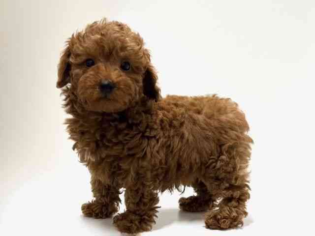 愛知県のトイプードル(トイ) (ひごペットフレンドリーららぽーと名古屋みなとアクルス店/2026年2月1日生まれ/男の子/レッド)の子犬の3枚目の画像