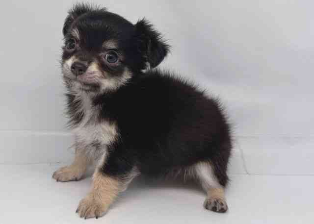 鳥取県のチワワ(ロング) (ひごペットフレンドリーイオンモール鳥取北店/2026年2月2日生まれ/女の子/ブラッククリーム)の子犬の3枚目の画像