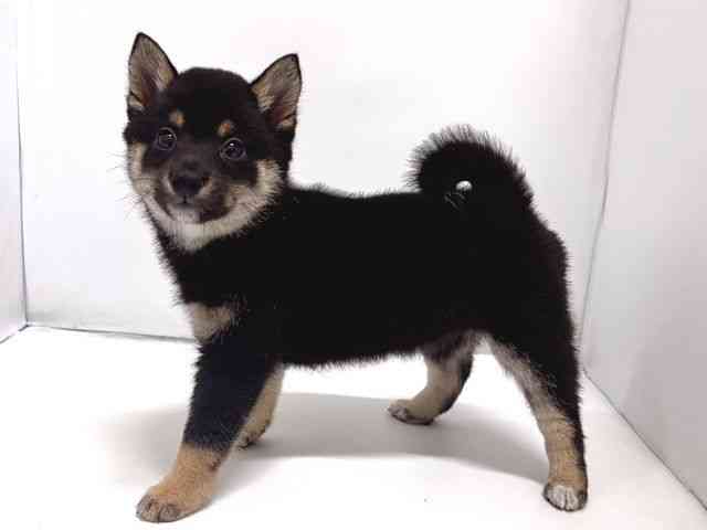 奈良県の柴犬(標準サイズ) (ひごペットフレンドリー奈良パワーシティ店/2026年2月1日生まれ/女の子/黒)の子犬の3枚目の画像