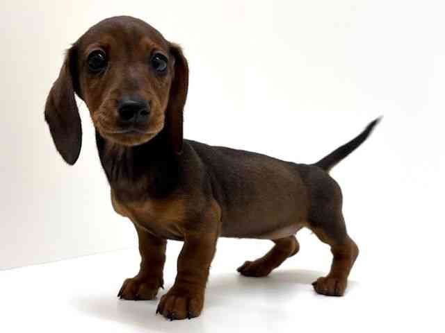 兵庫県のカニンヘンダックスフンド(スムース) (ひごペットフレンドリーブルメールHAT神戸店/2026年1月29日生まれ/女の子/レッド)の子犬の3枚目の画像