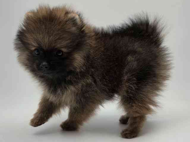 島根県のポメラニアン (ひごペットフレンドリーイオンモール出雲店/2026年2月1日生まれ/男の子/オレンジセーブル)の子犬の3枚目の画像