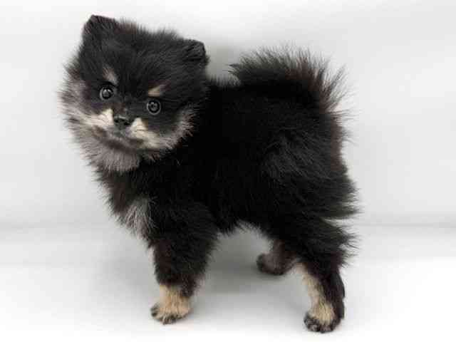 大阪府のポメラニアン (ひごペットフレンドリーららぽーとEXPOCITY店/2026年2月1日生まれ/男の子/ブラックタン)の子犬の3枚目の画像