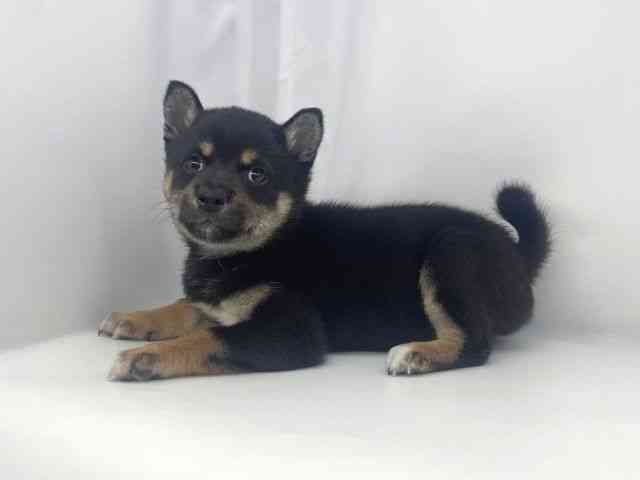 兵庫県の柴犬(標準サイズ) (ひごペットフレンドリーイオンタウン加古川店/2026年2月1日生まれ/女の子/黒)の子犬の3枚目の画像