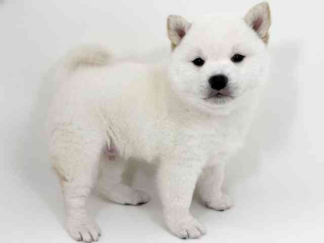 京都府の柴犬(標準サイズ) (ひごペットフレンドリーイズミヤショッピングセンター八幡店/2026年2月1日生まれ/男の子/白)の子犬の3枚目の画像