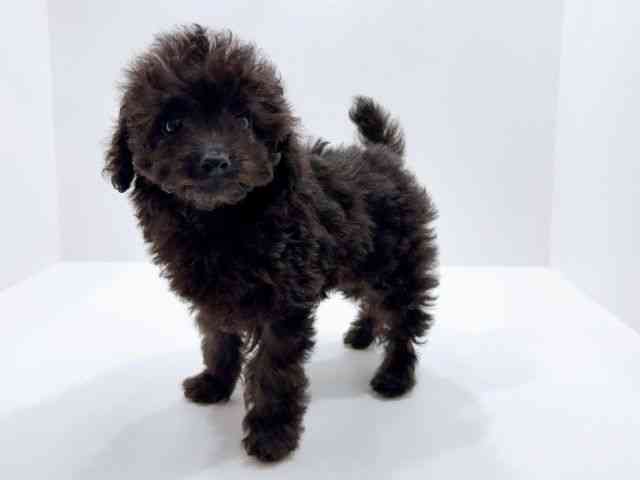 広島県のトイプードル(トイ) (ひごペットフレンドリーフジグラン神辺店/2026年1月27日生まれ/女の子/グレー)の子犬の3枚目の画像