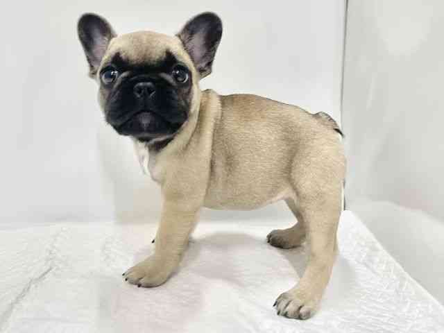 高知県のフレンチブルドッグ (ひごペットフレンドリーイオンモール高知店/2026年2月2日生まれ/女の子/フォーン)の子犬の3枚目の画像