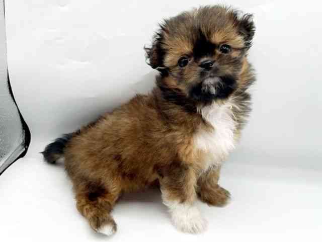 奈良県のチワズー/チワシーズ(チワワ×シーズー) (ひごペットフレンドリートナリエ大和高田店/2026年2月2日生まれ/女の子/ゴールドホワイト)の子犬の3枚目の画像