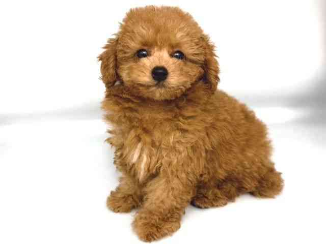 大阪府のトイプードル(トイ) (ひごペットフレンドリー岸和田店/2026年1月30日生まれ/男の子/レッドフォーン)の子犬の3枚目の画像