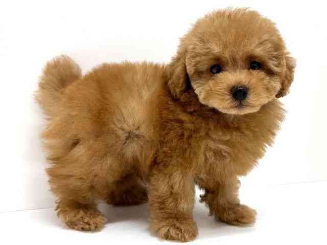 大阪府のトイプードル(トイ) (ひごペットフレンドリーくずはモール店/2026年1月30日生まれ/男の子/レッドフォーン)の子犬の3枚目の画像