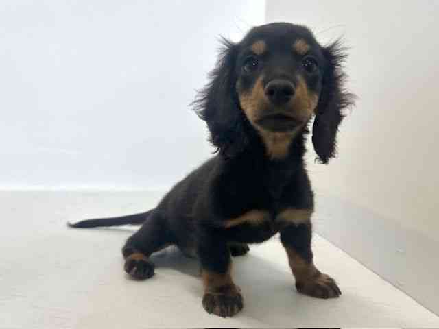 大阪府のカニンヘンダックスフンド(ロング) (ひごペットフレンドリーアクロスプラザ住之江店/2026年1月21日生まれ/男の子/ブラックタン)の子犬の3枚目の画像