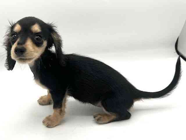 京都府のカニンヘンダックスフンド(ロング) (ひごペットフレンドリーイオンモール高の原店/2026年1月21日生まれ/女の子/ブラックイエロー)の子犬の3枚目の画像