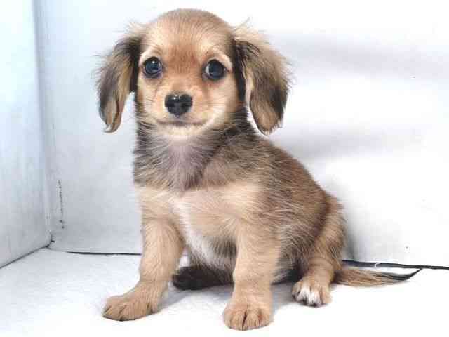 大阪府のチワックス(チワワ×ダックス) (ひごペットフレンドリー堺プラットプラット店/2026年1月25日生まれ/女の子/シェーデットレッド)の子犬の3枚目の画像