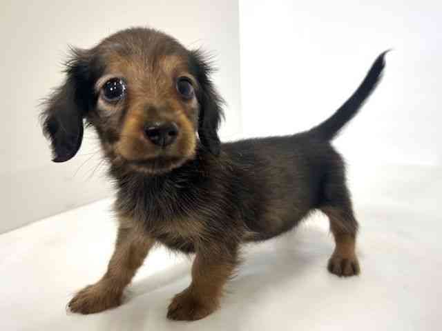 大阪府のカニンヘンダックスフンド(ロング) (ひごペットフレンドリーアクロスプラザ住之江店/2026年2月1日生まれ/女の子/シェーデットレッド)の子犬の3枚目の画像