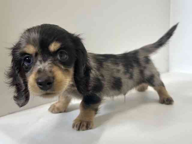 大阪府のカニンヘンダックスフンド(ロング) (ひごペットフレンドリーアクロスプラザ住之江店/2026年1月23日生まれ/男の子/シルバーダップル)の子犬の3枚目の画像