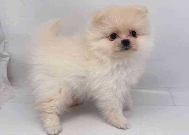 鳥取県のポメラニアン (ひごペットフレンドリーイオンモール鳥取北店/2026年2月1日生まれ/男の子/クリーム)の子犬の3枚目の画像