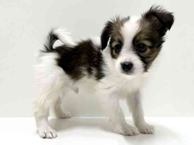 愛知県のパピヨン (ひごペットフレンドリーららぽーと名古屋みなとアクルス店/2026年1月24日生まれ/男の子/ホワイトブラウン)の子犬の3枚目の画像