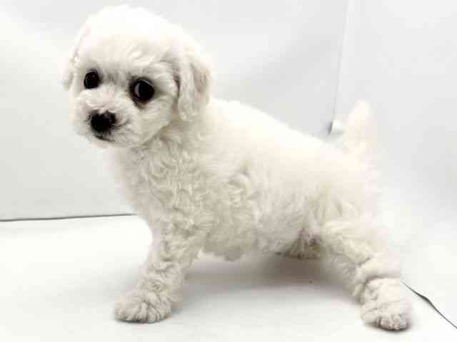 兵庫県のビションフリーゼ (ひごペットフレンドリークラウンパーク伊丹店/2026年2月1日生まれ/女の子/ホワイト)の子犬の3枚目の画像