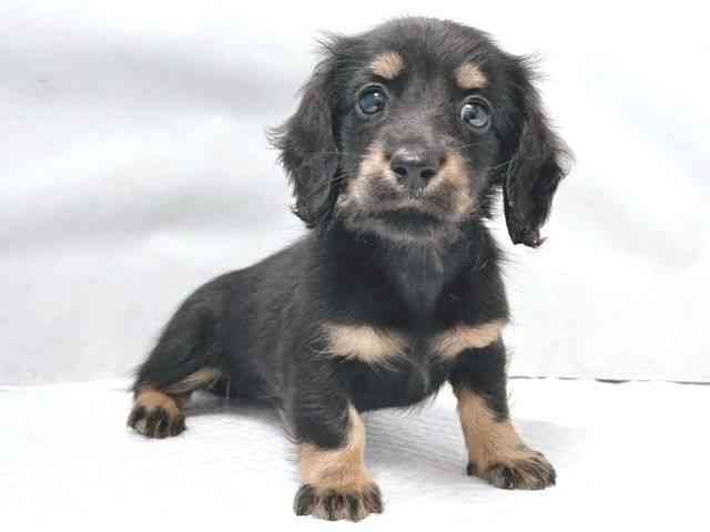 大阪府のミニチュアダックスフンド(ロング) (ひごペットフレンドリー堺プラットプラット店/2026年1月29日生まれ/女の子/ブラックタン)の子犬の3枚目の画像