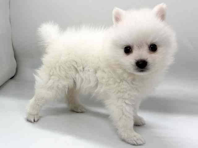 京都府の日本スピッツ (ひごペットフレンドリー京都店/2026年2月1日生まれ/男の子/ホワイト)の子犬の3枚目の画像