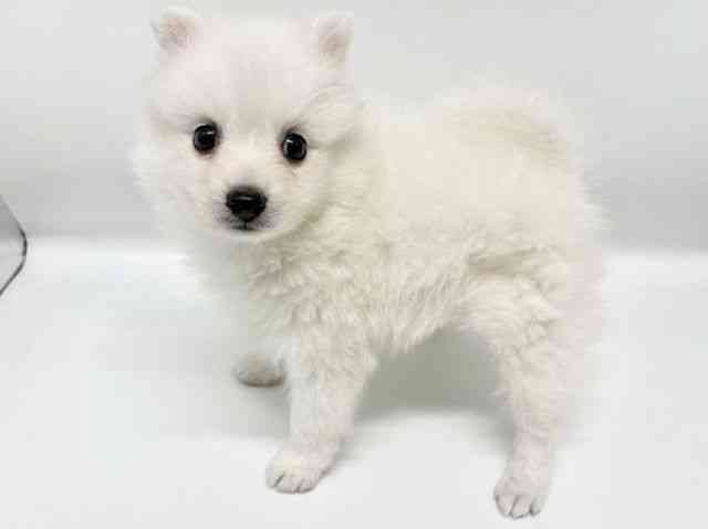 大阪府の日本スピッツ (ひごペットフレンドリーイオンタウン豊中庄内店/2026年2月1日生まれ/男の子/ホワイト)の子犬の3枚目の画像