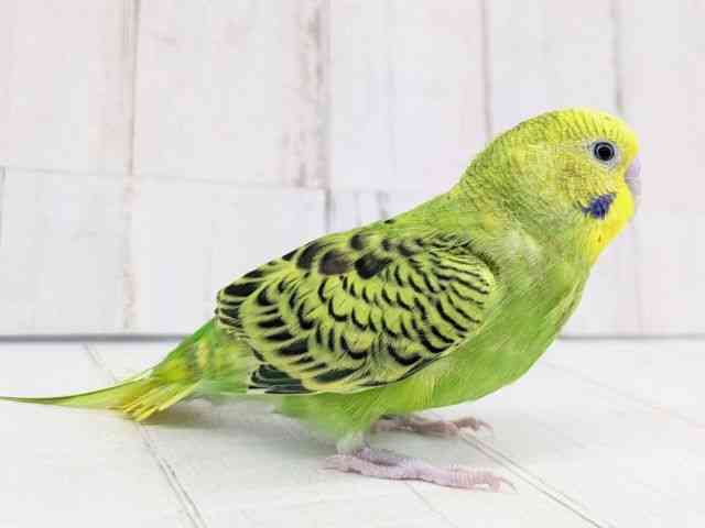 セキセイインコ[【グリーンオパーリン】フェスタ開催中！2026年3月31日