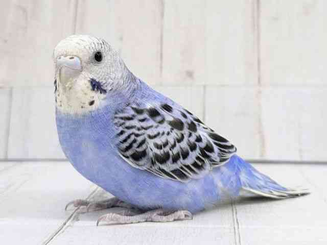 セキセイインコ[【バイオレットオパーリン】フェスタ開催中！2026年3月