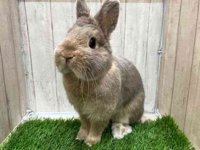 ネザーランドドワーフ[ツンデレ気質なウサギさん] | ひごペット