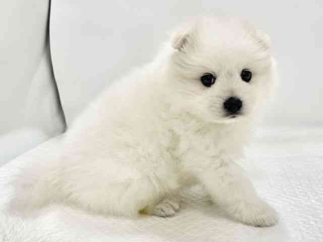 高知県の日本スピッツ (ひごペットフレンドリーイオンモール高知店/2026年2月3日生まれ/男の子/ホワイト)の子犬の3枚目の画像