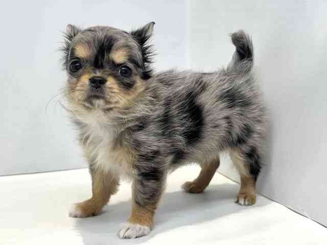 大阪府のチワワ(ロング) (ひごペットフレンドリーセブンパーク天美店/2026年2月1日生まれ/女の子/ブルーマールホワイト)の子犬の3枚目の画像