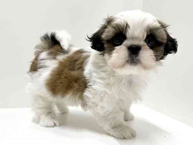 愛知県のシーズー (ひごペットフレンドリーららぽーと名古屋みなとアクルス店/2026年1月29日生まれ/男の子/ゴールドホワイト)の子犬の3枚目の画像