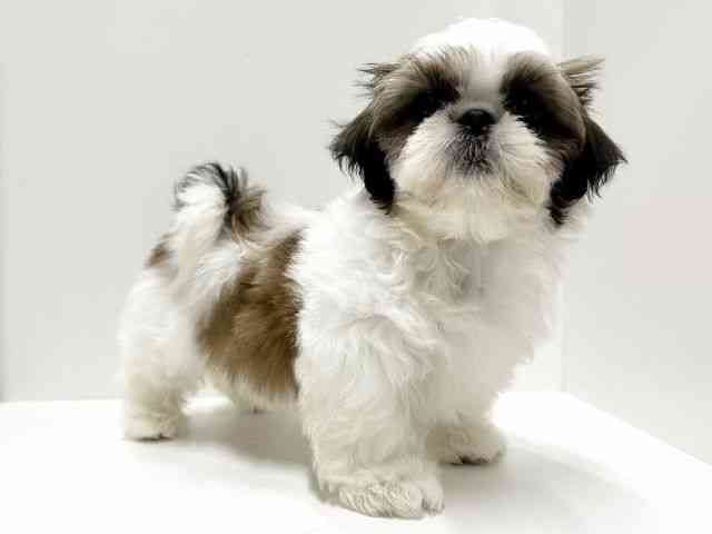 愛知県のシーズー (ひごペットフレンドリーららぽーと名古屋みなとアクルス店/2026年1月29日生まれ/男の子/ゴールドホワイト)の子犬の3枚目の画像