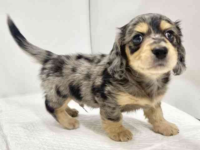 高知県のミニチュアダックスフンド(ロング) (ひごペットフレンドリーイオンモール高知店/2026年2月2日生まれ/男の子/シルバーダップル)の子犬の3枚目の画像