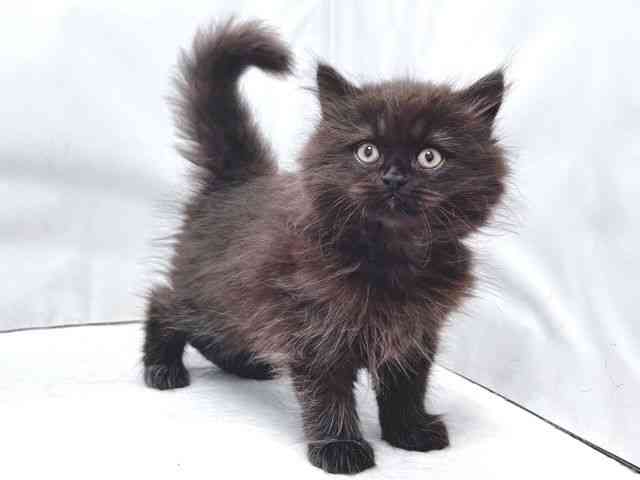 大阪府のマンチカン (ひごペットフレンドリー堺プラットプラット店/2026年1月28日生まれ/男の子/ブラックスモーク)の子猫の3枚目の画像