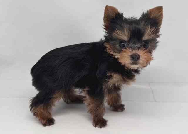 鳥取県のヨークシャーテリア (ひごペットフレンドリーイオンモール鳥取北店/2026年1月25日生まれ/女の子/スチールブルータン)の子犬の3枚目の画像