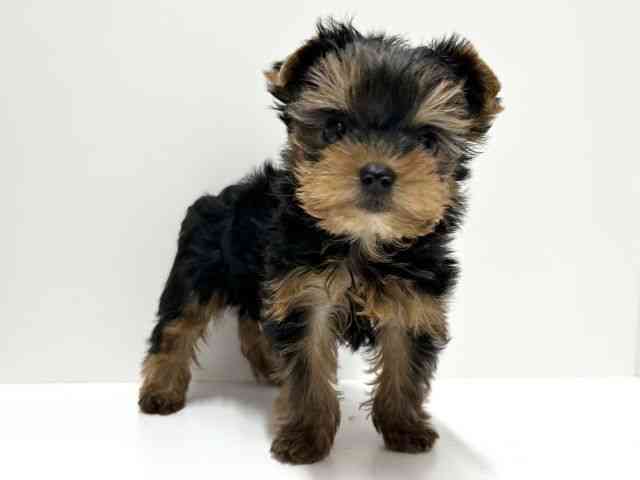 愛知県のヨークシャーテリア (ひごペットフレンドリーららぽーと名古屋みなとアクルス店/2026年1月25日生まれ/男の子/スチールブルータン)の子犬の3枚目の画像