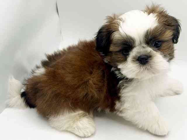 大阪府のシーズー (ひごペットフレンドリーみのおキューズモール店/2026年2月1日生まれ/男の子/ホワイトゴールド)の子犬の3枚目の画像