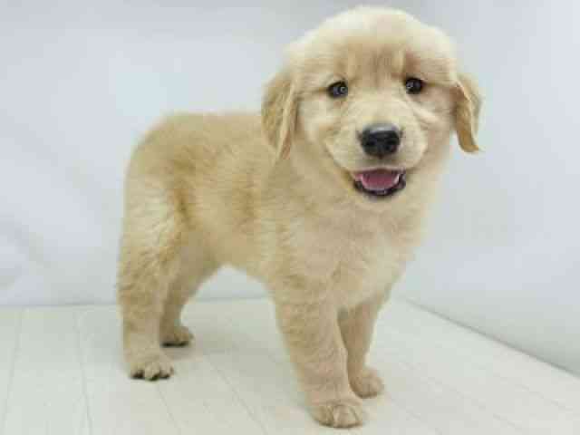 福岡県のゴールデンレトリバー (ひごペットフレンドリーゆめタウン筑紫野店/2026年2月3日生まれ/女の子/ゴールデン)の子犬の3枚目の画像