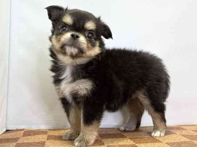 愛媛県のチワワ(ロング) (ひごペットフレンドリーエミフルMASAKI店/2026年2月2日生まれ/女の子/ブラックタン)の子犬の3枚目の画像