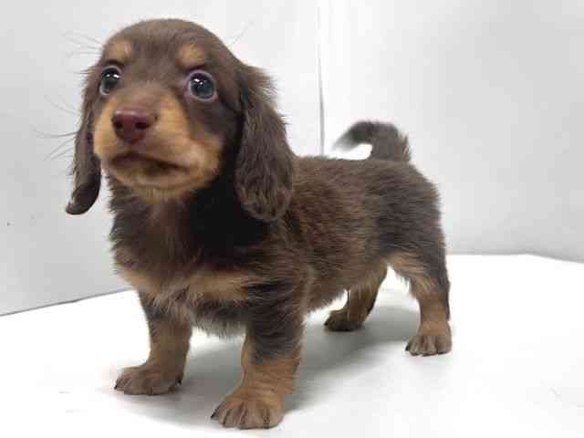 奈良県のミニチュアダックスフンド(ロング) (ひごペットフレンドリー奈良パワーシティ店/2026年1月30日生まれ/男の子/チョコレートタン)の子犬の3枚目の画像