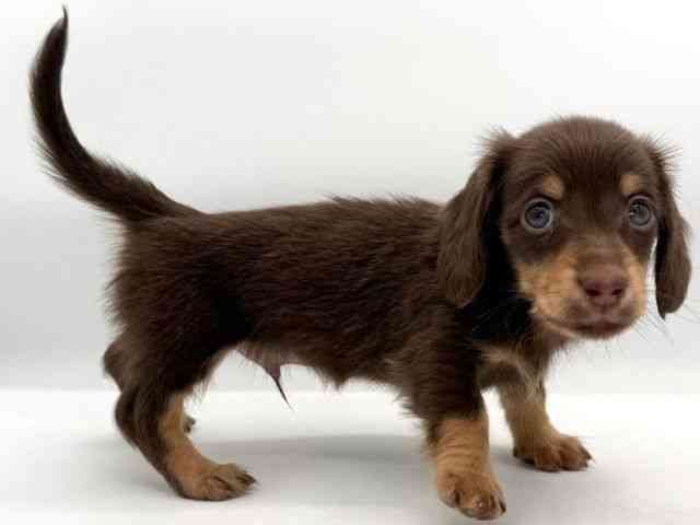 大阪府のミニチュアダックスフンド(ロング) (ひごペットフレンドリーイオンそよら海老江店/2026年1月30日生まれ/男の子/チョコレートタン)の子犬の3枚目の画像