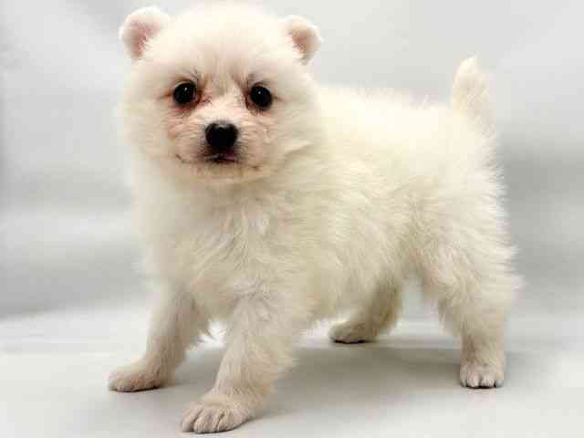 大阪府の日本スピッツ (ひごペットフレンドリー東淀川店/2026年2月1日生まれ/女の子/ホワイト)の子犬の3枚目の画像