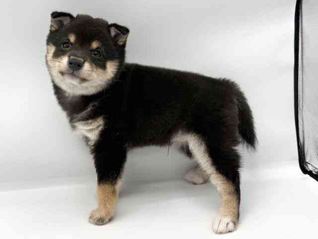 大阪府の柴犬(標準サイズ) (ひごペットフレンドリーららぽーとEXPOCITY店/2026年2月1日生まれ/男の子/黒)の子犬の3枚目の画像