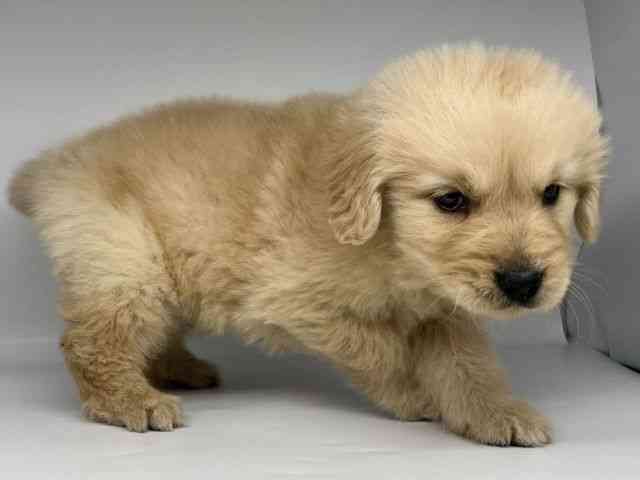 徳島県のゴールデンレトリバー (ひごペットフレンドリーゆめタウン徳島店/2026年1月30日生まれ/男の子/ゴールデン)の子犬の3枚目の画像