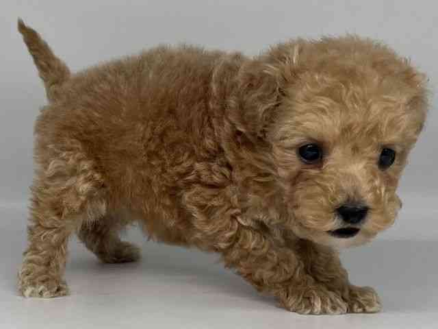 徳島県のトイプードル(トイ) (ひごペットフレンドリーゆめタウン徳島店/2026年1月24日生まれ/女の子/アプリコット)の子犬の3枚目の画像