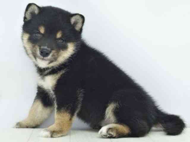 福岡県の柴犬(標準サイズ) (ひごペットフレンドリーゆめタウン筑紫野店/2026年2月2日生まれ/女の子/黒)の子犬の3枚目の画像