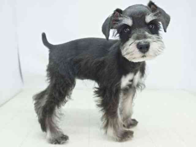 福岡県のミニチュアシュナウザー (ひごペットフレンドリーゆめタウン筑紫野店/2026年1月27日生まれ/女の子/ブラックシルバー)の子犬の3枚目の画像