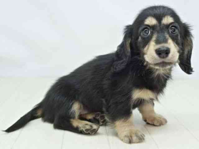 福岡県のミニチュアダックスフンド(ロング) (ひごペットフレンドリーゆめタウン筑紫野店/2026年1月31日生まれ/女の子/ブラックイエロー)の子犬の3枚目の画像