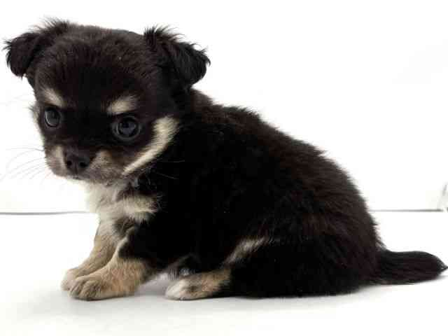 兵庫県のチワワ(ロング) (ひごペットフレンドリークラウンパーク伊丹店/2026年2月1日生まれ/女の子/ブラックタン)の子犬の3枚目の画像