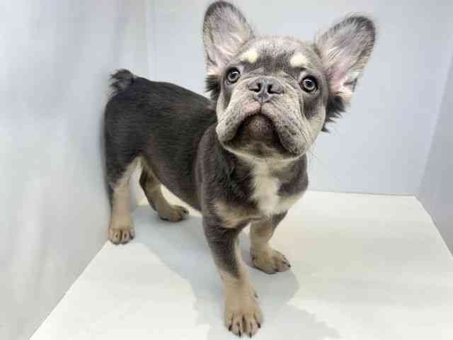 大阪府のフレンチブルドッグ (ひごペットフレンドリーセブンパーク天美店/2026年1月14日生まれ/男の子/ライラックタン)の子犬の3枚目の画像